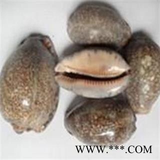 京辉药业 紫贝齿 紫贝 正品优质 批发零售各种中药材图3