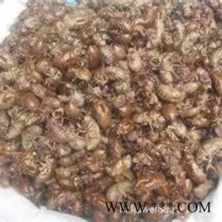蝉脱 蝉衣 虫蜕 知了皮 选货 水洗两遍 符合国家药典标准 产地 河南省新乡市新乡县 买好药娟子图3