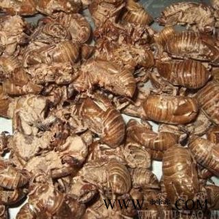 蝉脱 蝉衣 虫蜕 知了皮 选货 水洗两遍 符合国家药典标准 产地 河南省新乡市新乡县 买好药娟子图2