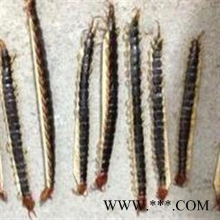 蜈蚣 统 产地 湖北省 2013 新货 批发各种中药材 花茶 矿石图2