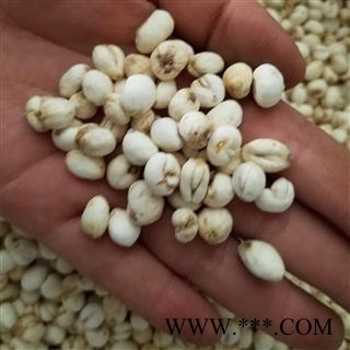 平贝母 贝母 平贝小粒 货好 各个怀中包月 颜色正 为冲销量图3