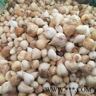 光慈姑 毛慈菇 山慈菇 冰球子  货好价优图2