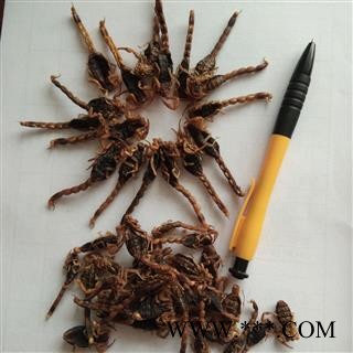 京辉药业 全蝎 全虫 蝎子 纯清水 纯干货图2