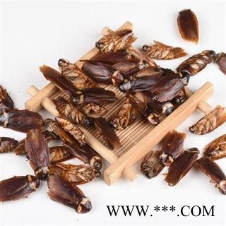 蟑螂 秦岭产 日晒无硫500g图4