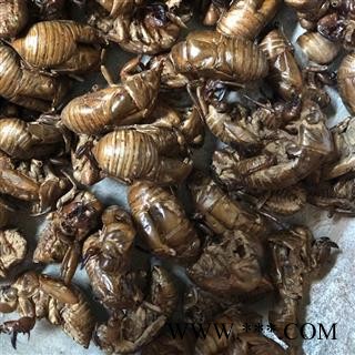 蝉蜕 蝉衣 知了皮 虫蜕 水洗货 产地 河南省新乡市 买好药找娟子图2