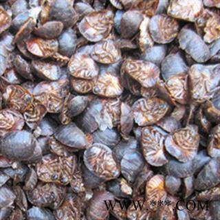 灵吉药业 土鳖虫 土元 地鳖虫、节节虫、土虫、簸箕虫、盖子虫 地道药材 货真价实 批发各种规格中药材 花茶 矿石 野生冷背中药材图4