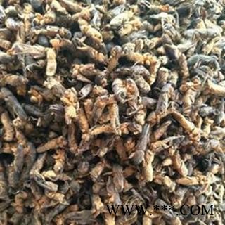 京辉药业 蝼蛄 拉拉蛄 扒扒狗  土狗子图2