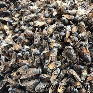 虻虫  牛虻虫 牛虻 产地 内蒙古自治区 买好药找娟子图3