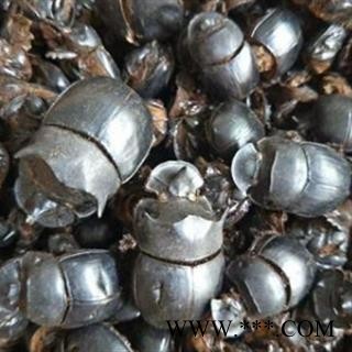 京辉药业清水 蜣螂 大将军 选货 产地 云南省文山壮族苗族自治州马关县图2