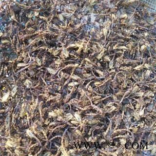 全虫 进口统货 产地 海外图2