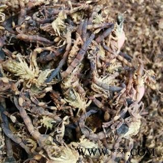 全虫 进口统货 产地 海外图1