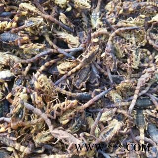 全虫 进口统货 产地 海外图3