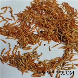 五谷虫 统 产地 山西省晋城市图3