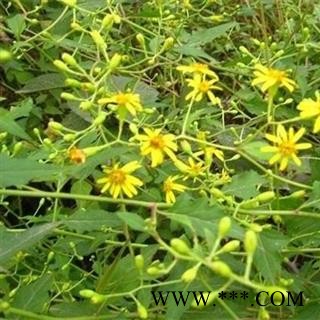 【买2送1 现采】千里光  秦岭野生 500g可配忍冬藤 艾叶 另有干货图2