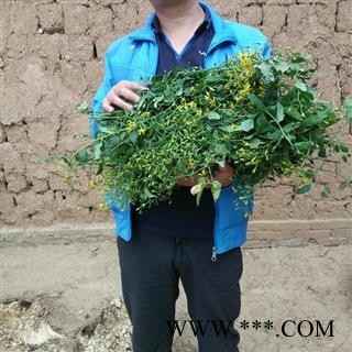 【买2送1 现采】千里光  秦岭野生 500g可配忍冬藤 艾叶 另有干货图4