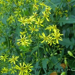 【买2送1 现采】千里光  秦岭野生 500g可配忍冬藤 艾叶 另有干货图3