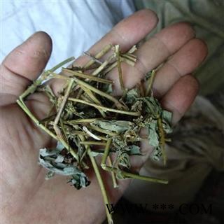 大飞扬草 节节花 大乳汁草正品保证质量7天无理由退货退款 中药材批发 丽丽药业图3