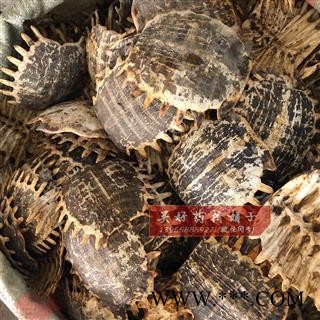 鳖甲 鳖甲选货 产地 吉林省 买好药找娟子图2