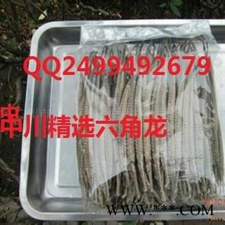 中川精选六角龙   产地进口印尼   库存500可售图2