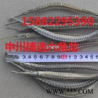 中川精选六角龙   产地进口印尼   库存500可售图3