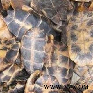 京辉药业 龟板 旱龟甲 龟壳 优质促销 销售各种中药材图2