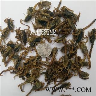 全蝎 02统 产地 山西省晋城市陵川县图3