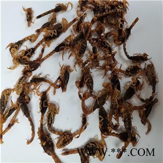 全虫 03清水全干全蝎 蝎子  产地 山西省晋城市陵川县图3