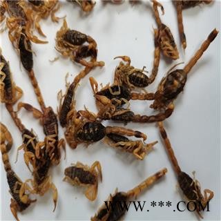 全虫 03清水全干全蝎 蝎子  产地 山西省晋城市陵川县图2