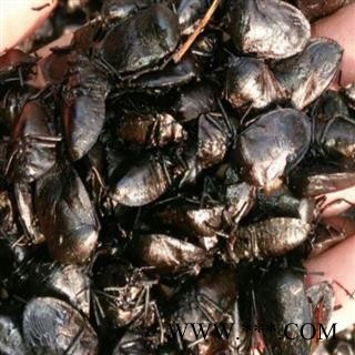 蜣螂 清水统货 产地 河北省中药材批发零售大全图2