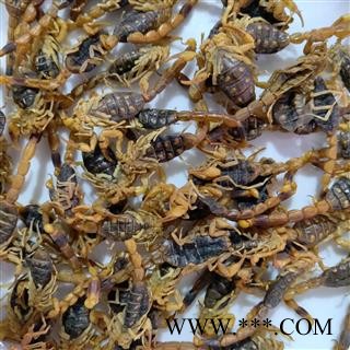 全蝎 河北河南清水全蝎伏货 产地 河北省图2