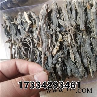 壁虎 国产壁虎统个 天龙 守宫 爬壁虎 爬墙虎 四脚蛇图4