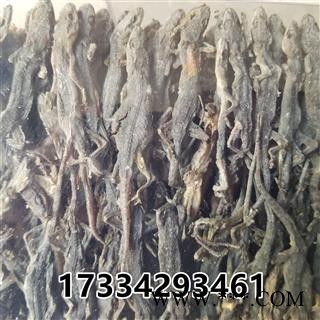 壁虎 国产壁虎统个 天龙 守宫 爬壁虎 爬墙虎 四脚蛇图2