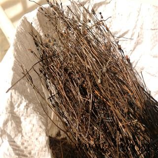 【冷偏奇】茅膏菜 地下明珠 石龙芽草 夏无踪 黄金丝 山地皮 捕虫草 食虫草图2