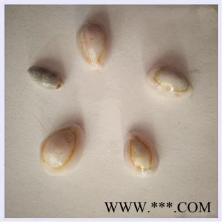 中药材 白贝齿 贝齿 白贝子图2