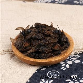 九盛堂中药材 牛虻虫 牤虫 忙虫 牛蚊子 牛苍蝇图2