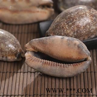 九盛堂 中药材 紫贝齿图3