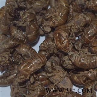 诺源药材行中药材中药材蝉蜕 蝉皮 蟾皮 蛇皮图2