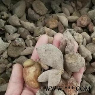 五倍子 五倍子肚倍无硫统货 产地 四川省中药材批发零售大全图2