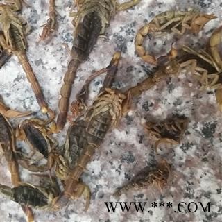 全蝎 全虫 蝎子 清水 产地 山西省图2