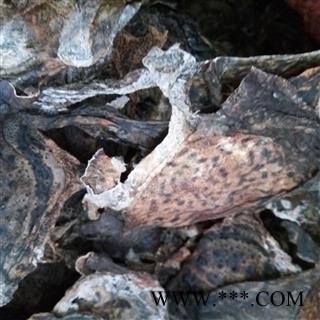 蟾皮 整张 干蟾 蟾衣 干蟾皮干蟾蜍 蟾蜍干 癞蛤蟆干 蟾皮 干蟾个图3