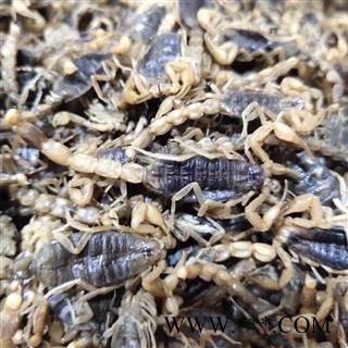 全蝎 山东 全蝎  蝎子新货 肚瘪无加重 自产自销 产地 山东省临沂市市辖区图2