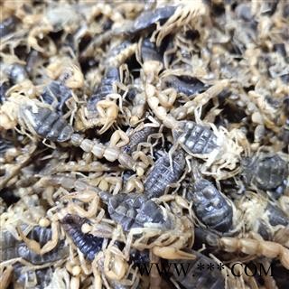 全蝎 山东 全蝎  蝎子新货 肚瘪无加重 自产自销 产地 山东省临沂市市辖区图3