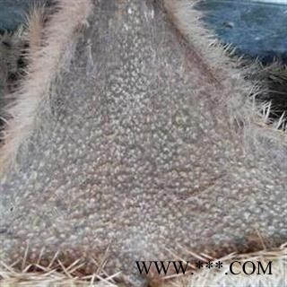 诺源药材行中药材正品刺猬皮   刺猬针 刺猬骨图2