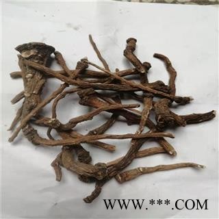 蒲公英 根个 产地 河北省邯郸市图2