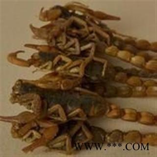 全蝎 山西陕西盐水全蝎秋货 产地 山西省太原市图3
