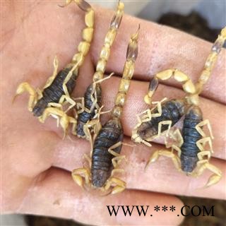 全蝎 山东淡清水全蝎秋货 产地 山东省菏泽市图2