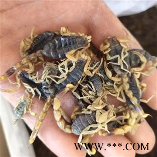 全蝎 山东淡清水全蝎秋货 产地 山东省菏泽市图3