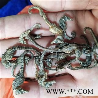 海马 清水小海马驹，价格低，质量好，性价比高 产地 广东省图4