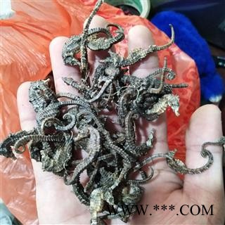 海马 清水小海马驹，价格低，质量好，性价比高 产地 广东省图2