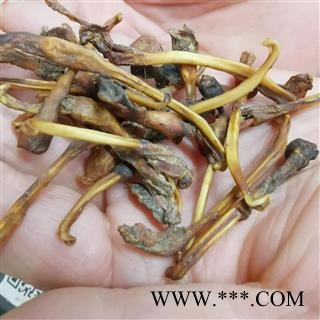 瑞森药材行貂鞭 干貂鞭另有牛鞭新货产地货源量大从优图2